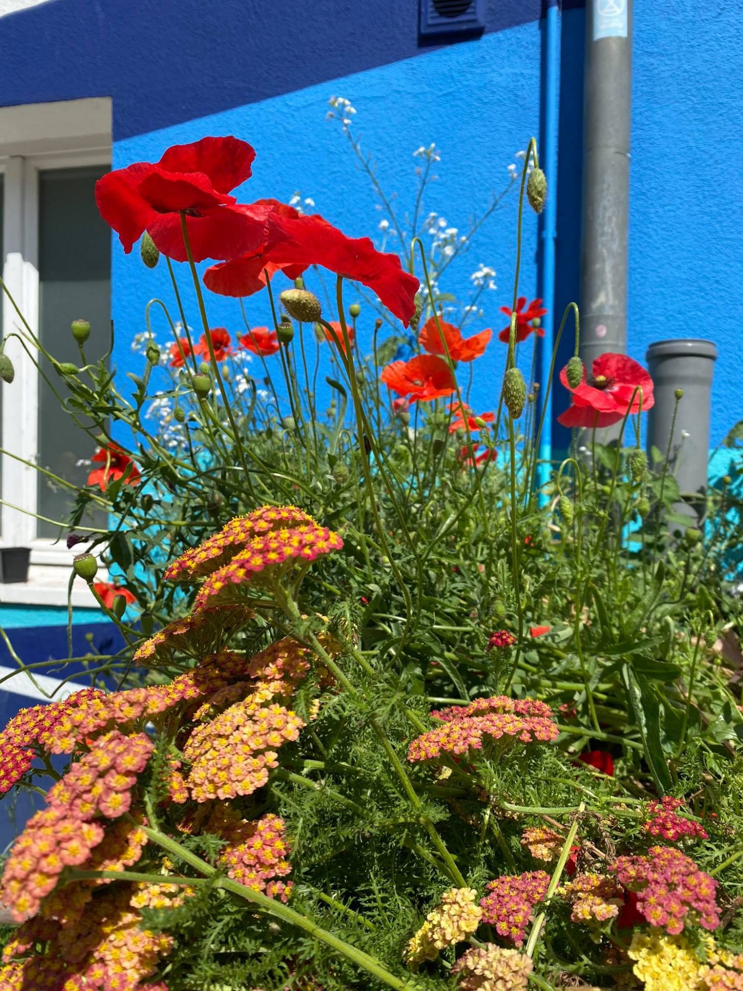 Roter Mohn aus dem Garten vor einer blauen Hauswand