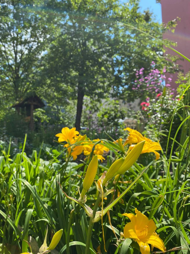 Gelbe Lilien stehen im Garten