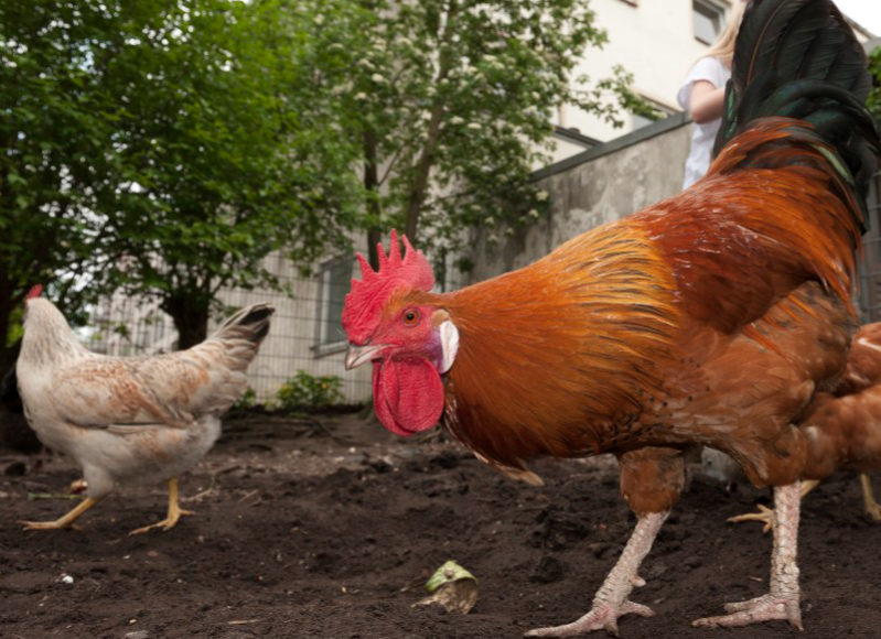Zwei Hühner, das orangene Huhn guckt in die Kamera