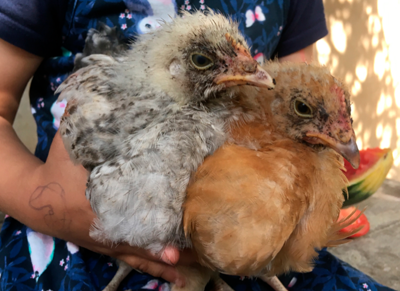 Kind hält zwei junge Hühner